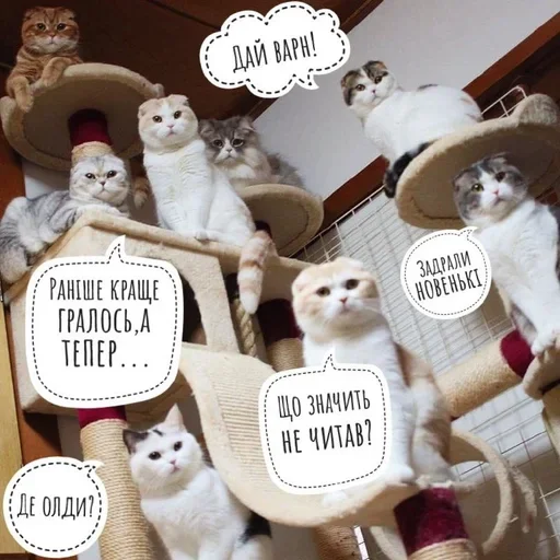 кошка игрушка животное