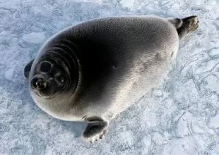 Sticker Literally @Rondo0416 - 10