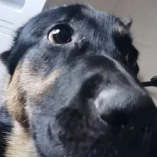 Sticker Literally @Rondo0416 - 5