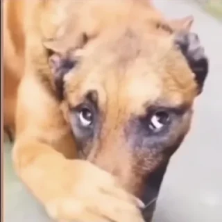 Sticker Literally @Rondo0416 - 9