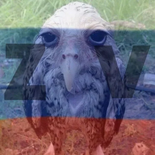 Стикер Стикерdodick :: @fStikBot - 9