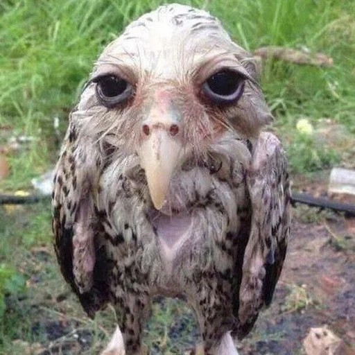 Стикер Стикерdodick :: @fStikBot - 0