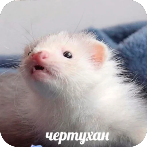 Стикер Kakava9 - 1