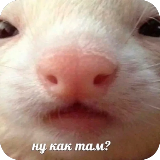 Стикер Kakava9 - 1