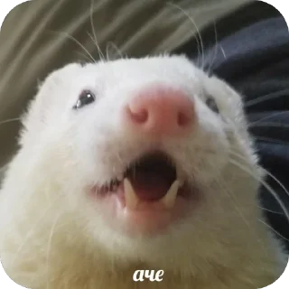 Sticker какава - 3