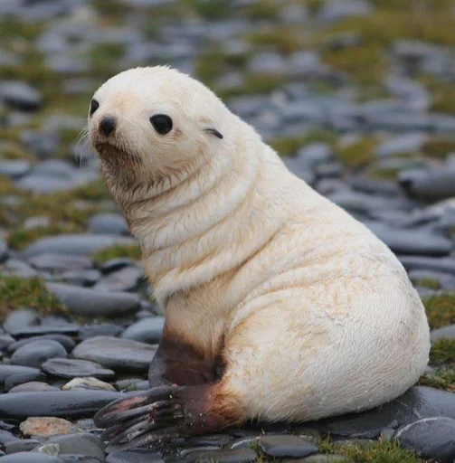 Sticker かわいい動物<3 :: @fStikBot - 1