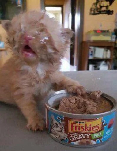 Sticker かわいい動物<3 :: @fStikBot - 0