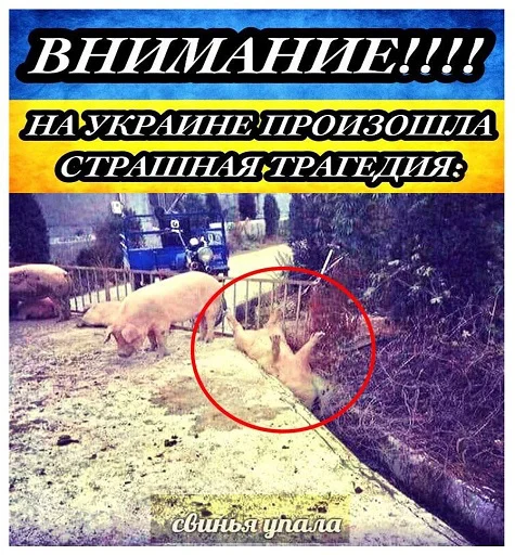 СМС животное плакат