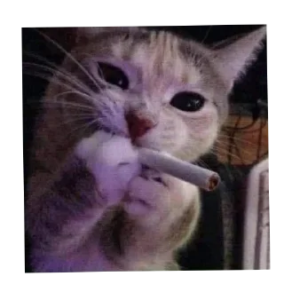 Стикер Рандом солянка - 10