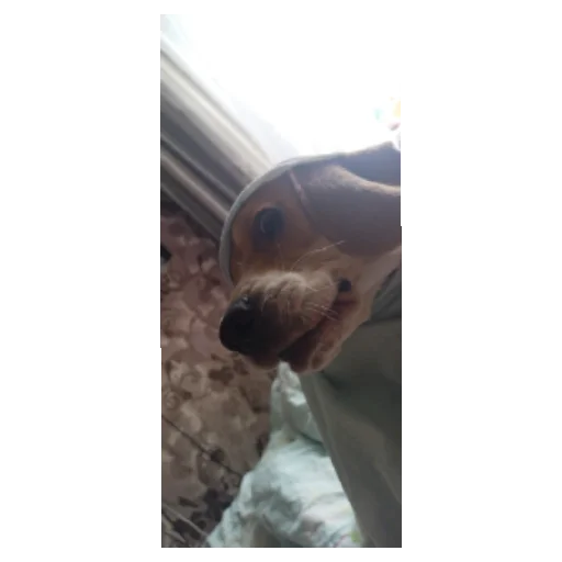 Sticker Kalabaka21 - 1