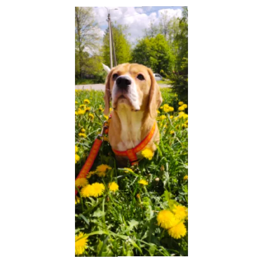 Sticker Kalabaka21 - 1