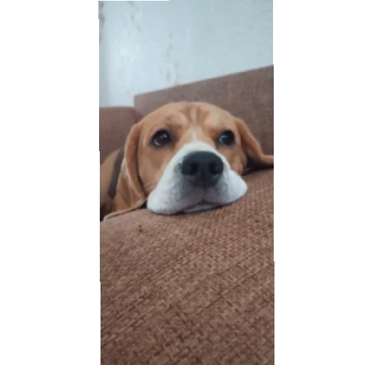 Стикер Kalabaka21 - 1