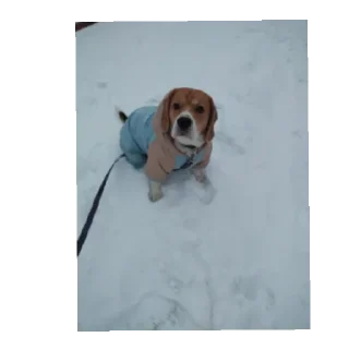 Стикер Калабака - 8