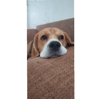 Стикер Калабака - 2