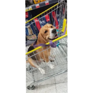 Стикер Калабака - 1