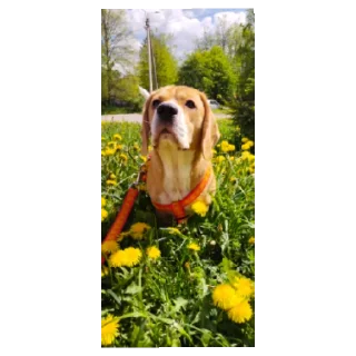 Стикер Калабака - 4