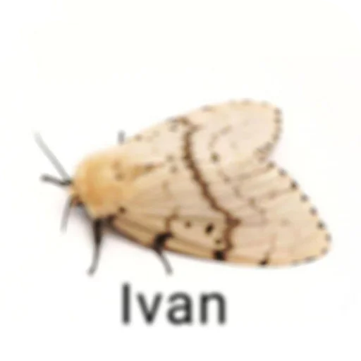 Sticker KalamburySkovorody - 1