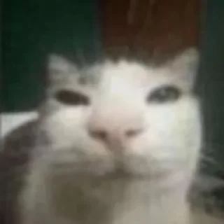 Стикер Kama - 9