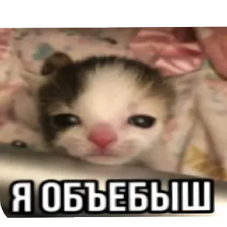 Стикер Kama - 1