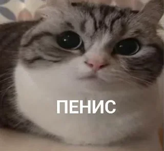 Стикер Что-то - 11