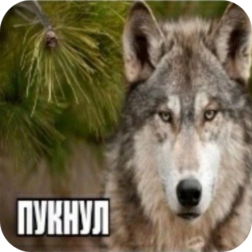 Sticker Kamenno35 - 1