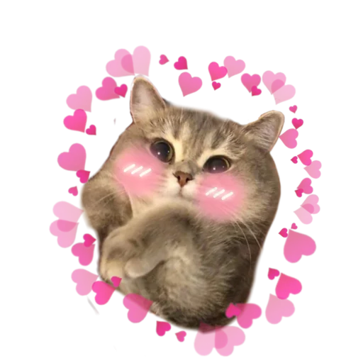 domestic cat animal small to medium-sized cats