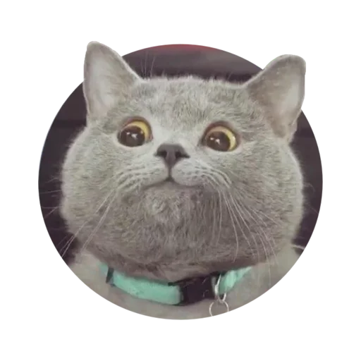 animal small to medium-sized cats domestic cat