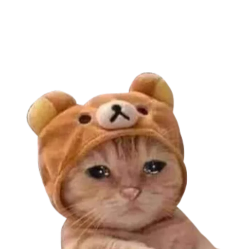 кошка животное млекопитающее