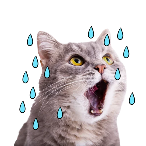 животное млекопитающее домашняя кошка