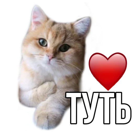 cat mammal small to medium-sized cats