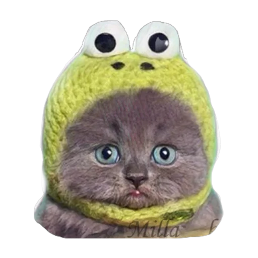 cat animal small to medium-sized cats