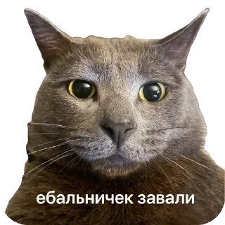 Стикер Камшот - 0