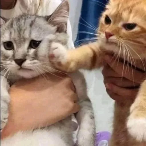 Sticker PunyaKaney01 - 2