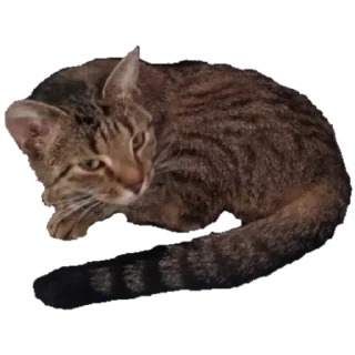 Стикер Каня - 6