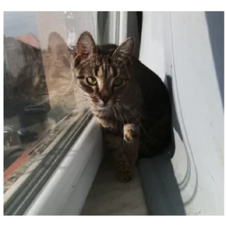 Стикер Каня - 3