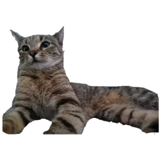 Стикер Каня - 1