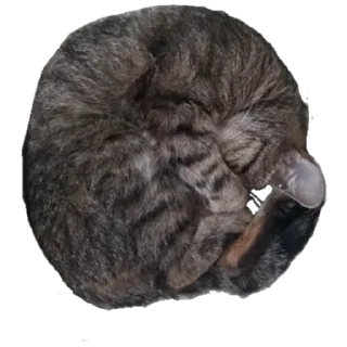 Стикер Каня - 5