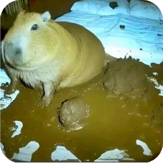 Sticker Капибара - 0