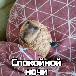 Sticker КАПИБАРА БЛОПТОП - 1