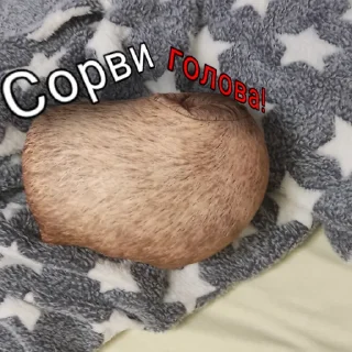 Sticker КАПИБАРА БЛОПТОП - 9