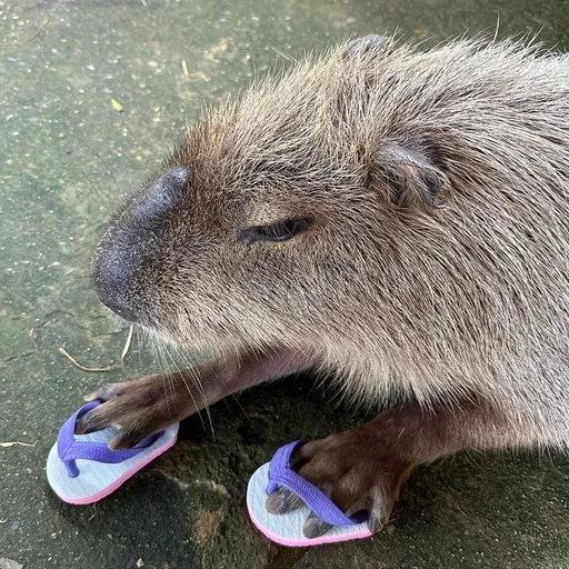 Капибарочки by @offstikbot - 