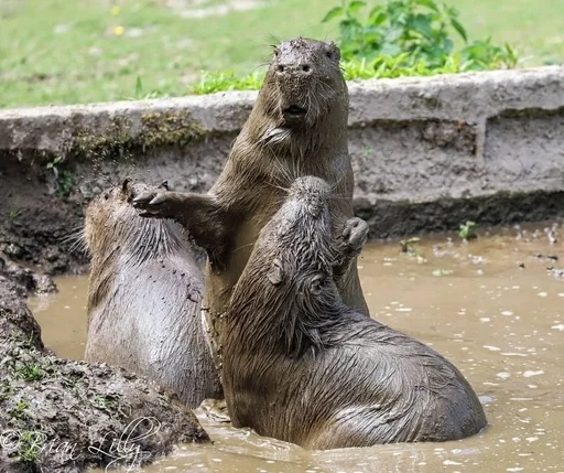 Sticker Kapibarochki_720e_by_offstikbot - 1