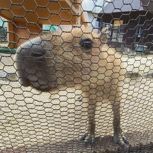 Sticker Kapibarochki_720e_by_offstikbot - 1