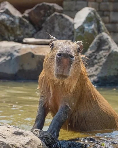 Sticker Kapibarochki_720e_by_offstikbot - 1