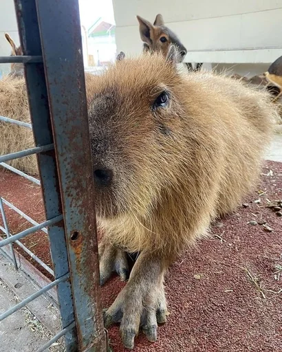 Sticker Kapibarochki_720e_by_offstikbot - 1