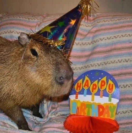 Sticker Kapibarochki_720e_by_offstikbot - 1