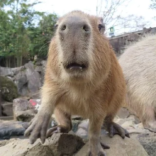 Sticker Капибарочки by @offstikbot - 0