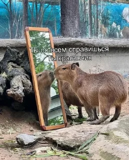 Sticker Капибарочки by @offstikbot - 11