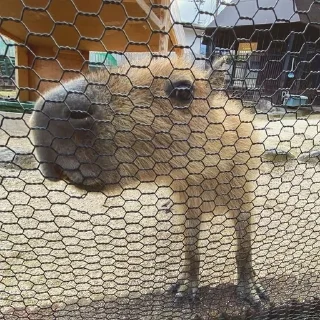 Sticker Капибарочки by @offstikbot - 6