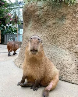 Sticker Капибарочки by @offstikbot - 1